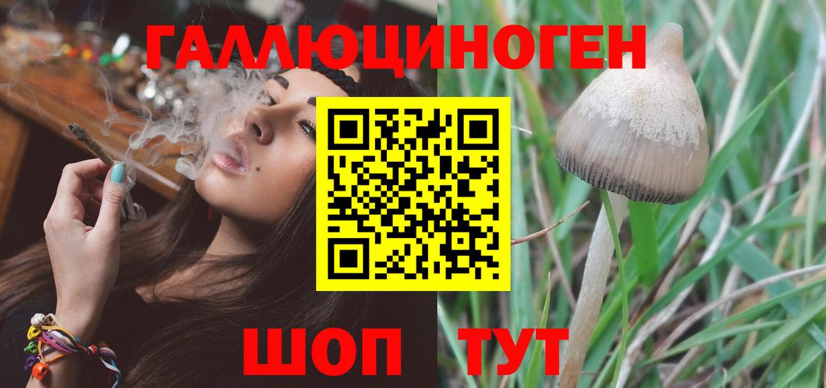 Псилоцибиновые грибы Psilocybine cubensis  Гулькевичи 